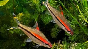 Рыбка барбус денисони.  мисс Керала.  Содержание.  Уход.  Размножение.