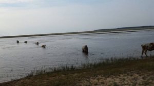 Байкал _ Коровы форсируют водную преграду