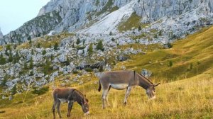 Yökş - Özümden Çok