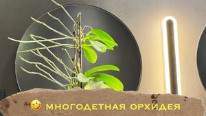 Сюрприз из цветочного магазина 😂 орхидея с детками 🎉🥰💗 #phal #orchidflower #orchidworld