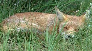 Jabbar & Grogi- Yaz Beni