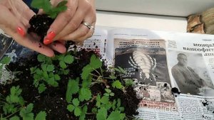 Пикировка и выращивание земляники в квартире. vid-20241011-201736-online-video-cuttercom_jbBs2Dni