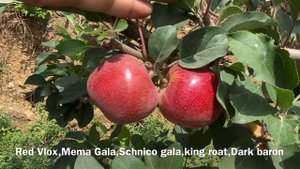 Red Vlox Delicious,Mema Gala,Schnico Gala,Devil Gala,Dark Baron gala,M9 Rootstock Apple Orchard uhd