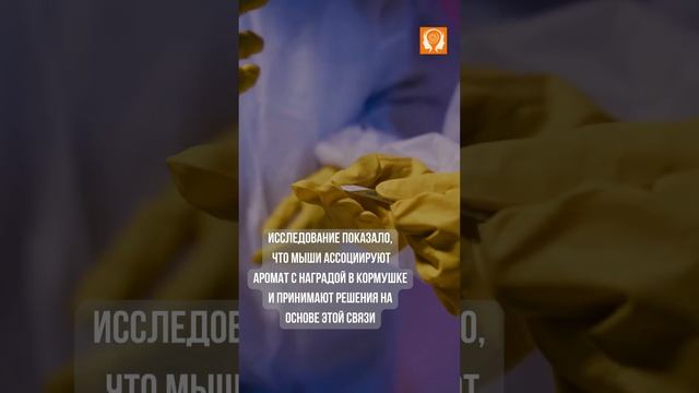 #Наука памяти Запахи и быстрые решения #удивительнаяпамять #улучшитьпамять