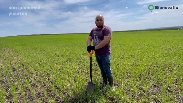 Репортаж с полей. Применение препаратов ГК Bionovatic на озимой пшенице смотреть онлайн