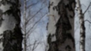 В поисках берёзового сока!