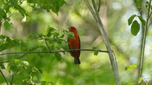 Yüksek Sadakat - Belki Üstümüzden Bir Kuş Geçer