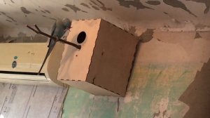 Скрытая Камера. Ожереловые попугаи готовят гнездо.