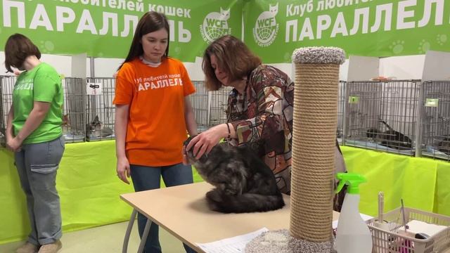 Наш кот мейкун Angel на выставке, присвоен титул чемпиона породы.
Оценка первого судьи