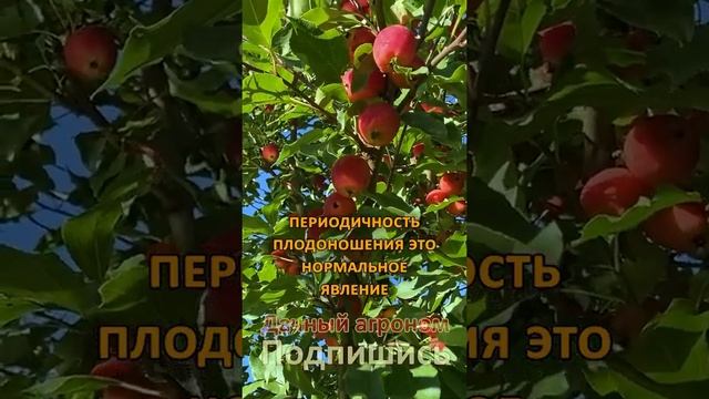 Яблоня не родит ТОПОР поможет? ПОШАГОВЫЙ план от эксперта