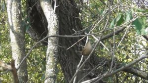 Крапивник Окт12