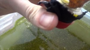 Моем дафнию и циклопа. Запуск дафнии и циклопа в контейнер.  Аквариумные растения в теплице.