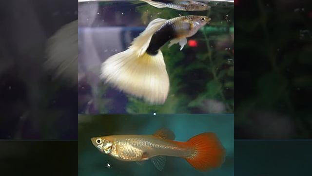 Гуппи  содержание, уход, размножение (аквариумные рыбки гуппи) Guppy keeping, care, breeding