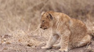 Oğuzhan Koç - Kendime Sardım
