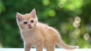 Mümin Sarıkaya - Ben Yoruldum Hayat