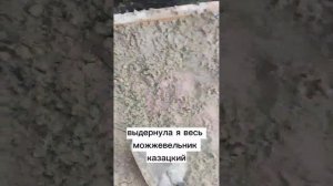 Можжевельник тугодум