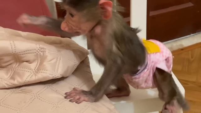 Степашка и Маняшка решили лома СДЕЛАТЬ РЕМОНТ, а то нам все некогда)))