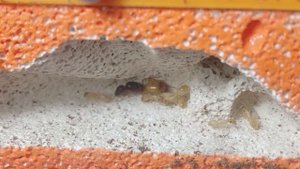 Колония с нуля! Переехали в формикарий!  Кампонотус федченкои Кампонотус Туркестанус.