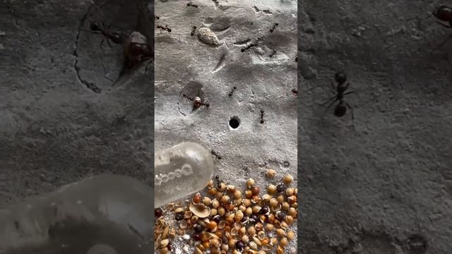 Муравьи сами строят муравейник) #ants #муравьи #животные #муравьинаяферма