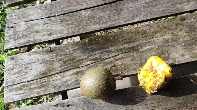 Mountain Soursop (Annona cf montana) grown in Kalimantan