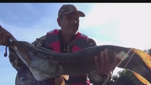 Такую Рыбалку Не Забыть! Попер,Воблер,Джиг-Трофей! Ловля на Спиннинг Осенью на Оке 2024!