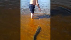 Ручной сом Тосик 1