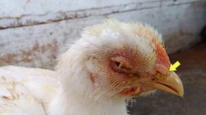 🐓Птичий грипп (Что за болезнь,как лечить,какие симптомы?)💥Всё в этом видео!🐓