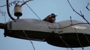 ШКЯ Больной дятел долбит фонарь