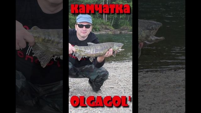 Рыбалка на Камчатке просто чудо!