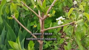 Посадка метельчатой гортензии