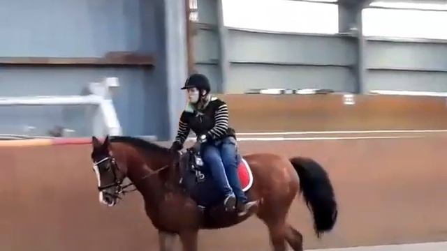 Para Dressage - Trab Training Dressur смотреть онлайн