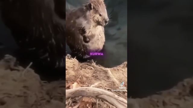 я бобер смотреть онлайн