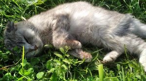 Оживет ли Кошка?