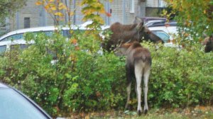 Лоси в городе