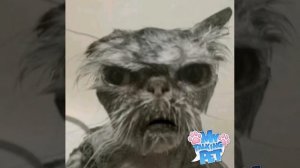 lll