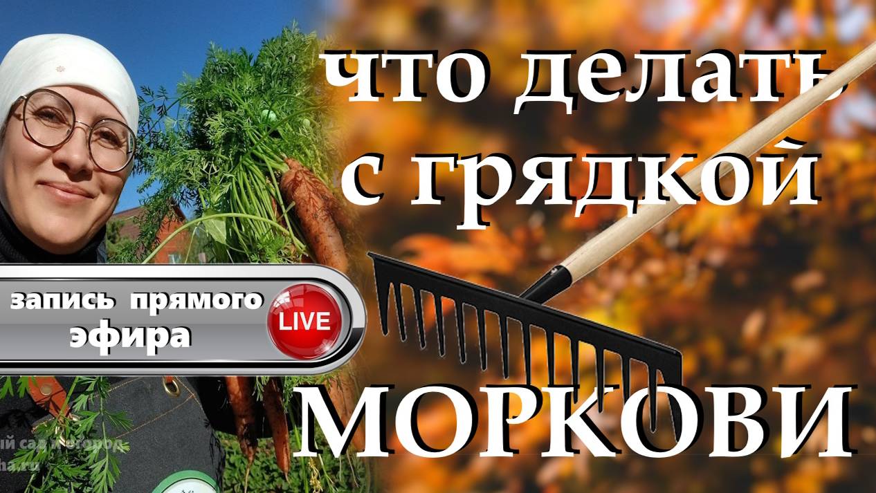 Что делать с грядкой моркови после сбора урожая. 😳 Выкапываем морковь из некопаной земли