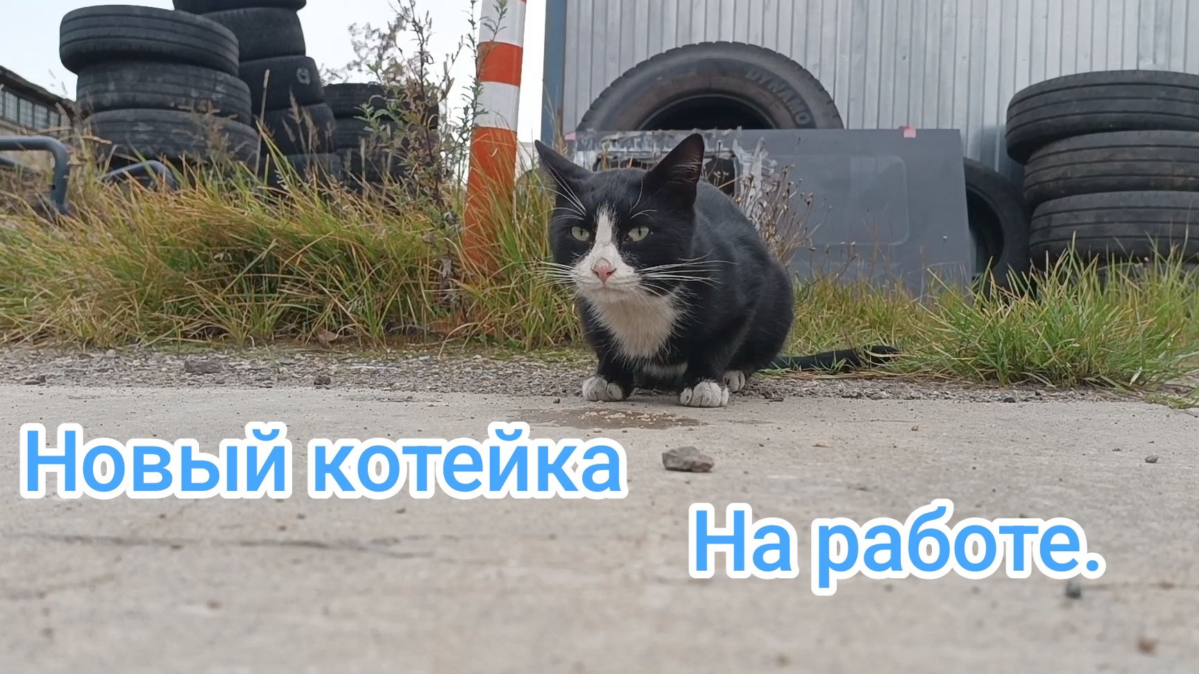 Кошки михалыча