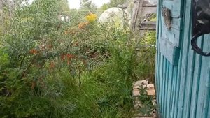 Ужин, едем на дачу, поход за грибами, заброшенный дом 🏠