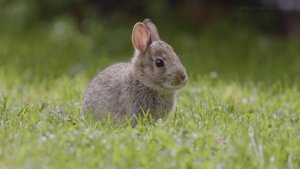 Kazım koyuncu - Uy Aha
