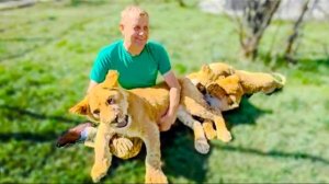 Львенок Симба молодец , вытеснил всех львят от Олега Зубкова и вся ласка досталась ему!