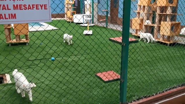Форточка в Турцию. 2 СЕРИЯ Ванские коты