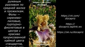 ИРИС SMOKE AND THUNDER   #ирисы #клематисы #лилейники