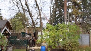 Дерево ч 2 2020