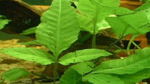 Болбитис гетероклита, или Болбитис причудливый.Описание. Аквариумные растения.