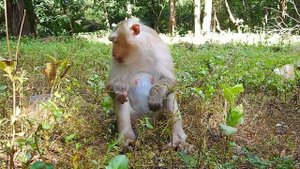 Rozy animal monkey is enjoy she ate her favorite apple and she does not share others