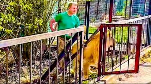 Молодой лев ИСПУГАЛСЯ Чука и СПРЯТАЛСЯ за Олега Зубкова и теперь уговорить его выйти НЕ ПРОСТО !