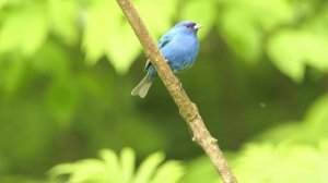 Serdar Ortaç - Mesafe