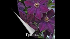 Обзор сортов клематисов #клематисы #лилейники #ирисы