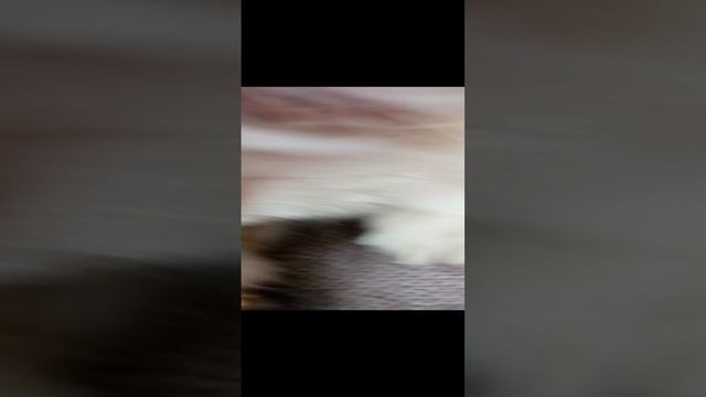 моя собака в моей шапке.