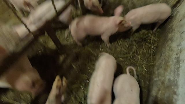 Хорошие поросята будут 💯% у меня - методика проверенная временем смотреть онлайн